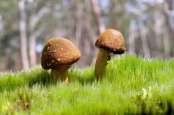 开云体育-末节风暴！吉林队窒息防守带走森林狼，莫兰特关键先生本色尽显